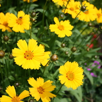 yellow flowers