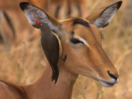 Red-billed-Oxpecker-On-Impala - red-billed, oxpecker, on-impalabeautiful, picture