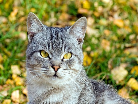 background greenleaves forground cat - green, loveable, eyes, beautiful