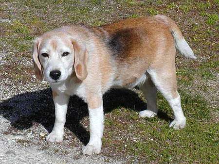 elderly dog beagle - beagle, loveable, cuddly, friendly