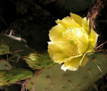 Blossom of the pear - flower, prickly pear blossom, leaves, yellow, green