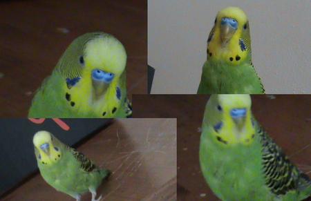 my parakeet honeybird - fun, cute, fluffy, bird