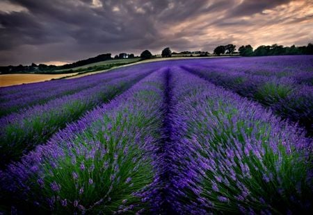 Lavender Skies - clouds, field, lavender, trees, storm clouds