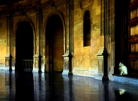 She Waits - white cat, doorway, arches, hallway, reflection