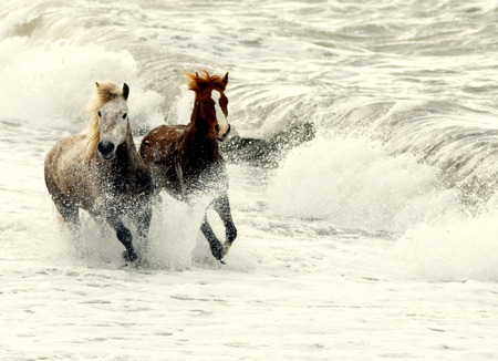 Wave Runners - spray, water, running, beach, waves, sea, 2 horses