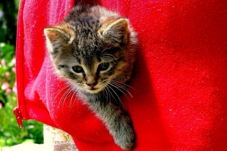 Precious Cargo - carried, brown tabby, kitten, pocket