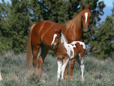 Beautiful Horses - horses, picture, cool, beautiful