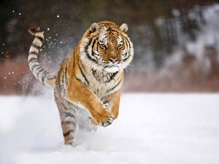 Snow Tiger - picture, tiger, snow, beautiful