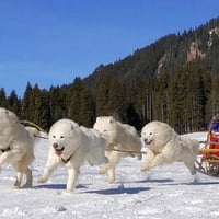 Snow Dogs