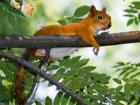 Squirrel on Tree - cool, on tree, squirrel, picture