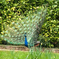 Blue Peacock