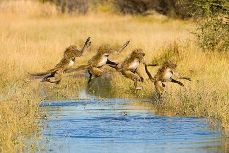 Jump in Row - picture, monkeys, cool, jump in row