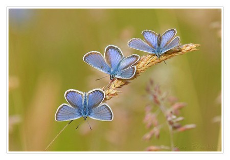 Three in One - three in one, butterflies, cool, picture