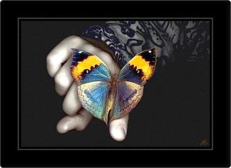 Beautiful Butterfly - butterfly, picture, cool, beautiful