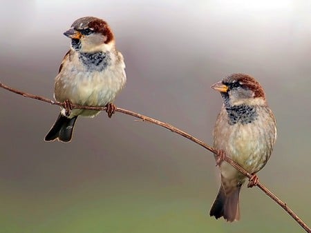 Beautiful Birds - beautiful, cool, birds, picture