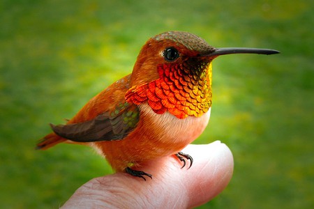 Beautiful Little Bird