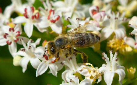 The Bee - nature, bee, flower, pollenating