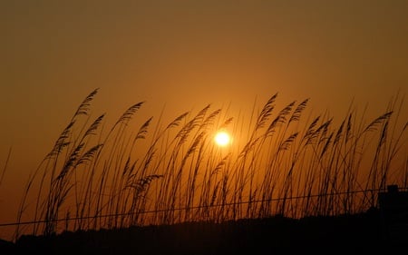 Golden Sunrise - nature, beach, ocean, golden, sunrise