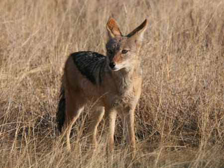 MY NAME IS BILL - like, dog, sly, stunning, coyotee