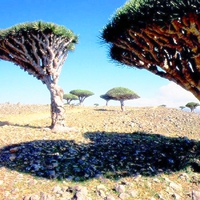 Umbrella Trees of Socotra