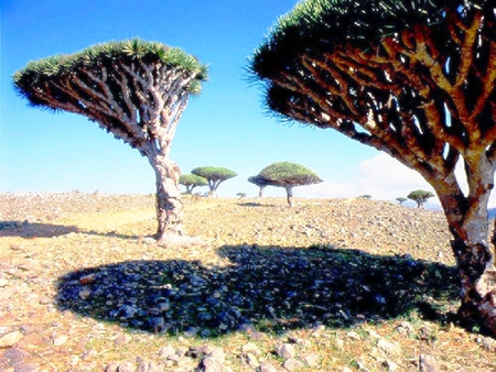 Umbrella Trees of Socotra - nature, secluded, trees, umbrella