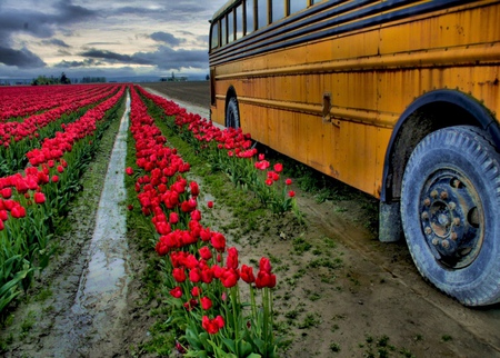 tulips - nature, red, tulips, bus, flowers, photo