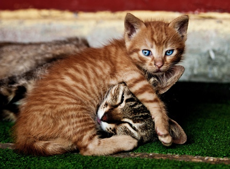 cats - blue, eyes, cats, baby, sweet, cat, animals