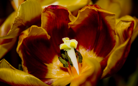 The Fire Flower - nature, yellow, red, petals, pistils, flower