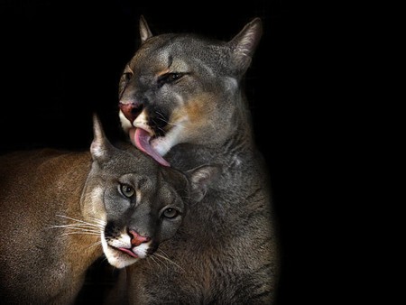 Cougars Love - cougars, love, picture, beautiful