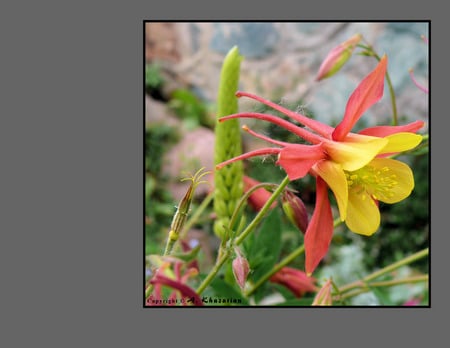 Yellow Flower Desktop - nature, yellow flower, yellow, flower