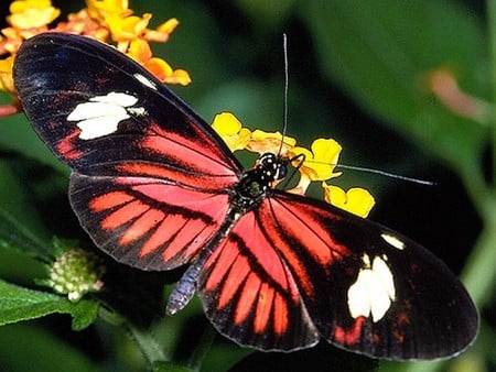 Beautiful Butterfly - beautiful, butterfly, colors, picture