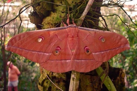 Big Pink Moth - picture, moth, cool, pink, big