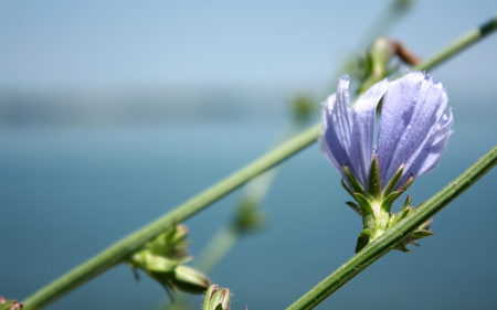 Purple non Rose - nature, purple, flower, wild