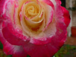 Cream and Pink Rose