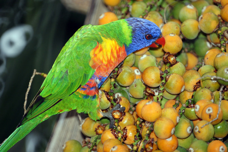 Colorful Cockatoo - bird, colorful, cockatoo, nature