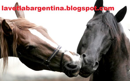 Horses love - equine, equestrian, lavet, sport