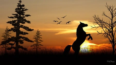 Sunset Play - widescreen, trees, birds, sunset, horse, sky