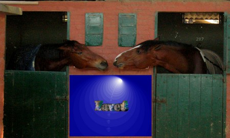 horses kiss - equine, kiss, club, horse