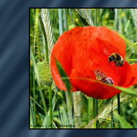 Red Poppy Desktop