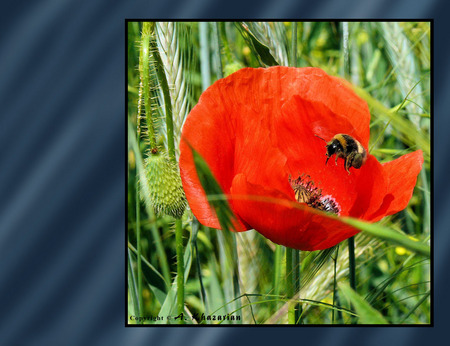 Red Poppy Desktop - nature, bugs, bee, red, red poppy, poppy, flower