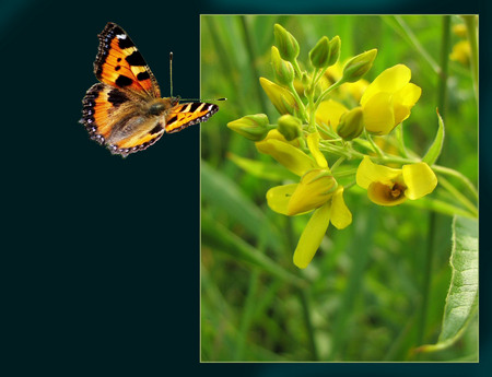 Yellow Flower and a Butterfly Desktop - yellow flower, nature, butterfly, yellow, flower