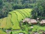 Village in the Jungle