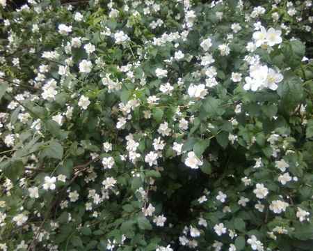 Flowers - white flower, white, flower, purity