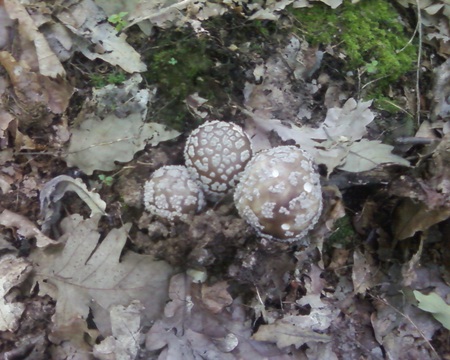 Mushroms - mushrooms, mushroms