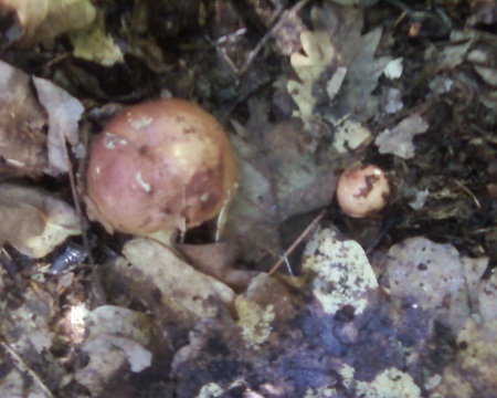 cute mushrom - nature, mushroom, cute, forest