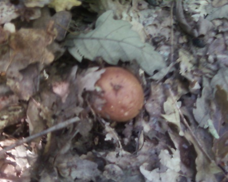 mushroom - nature, mushroom, cute, forest