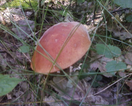 mushroom - cute, forest, nature, mushroom