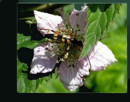 Insect on a blossom Desktop - insect, bug, nature, blossom