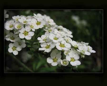 Blossoming  Spring - flowers, blossom, spring, nature