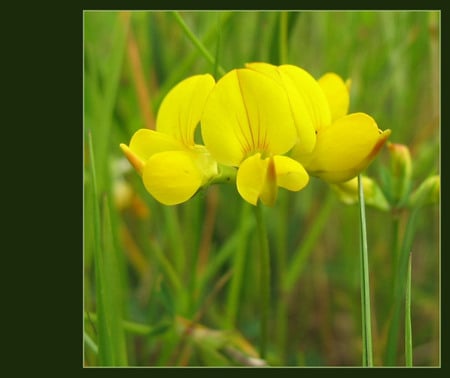 Yellow Blossom Desktop - flower, yellow, nature, blossom